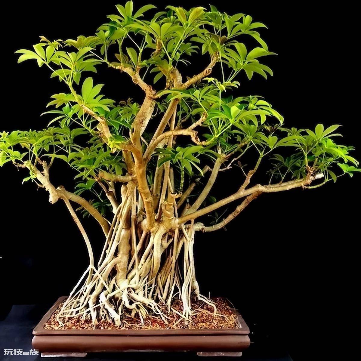 木本植物盆栽有哪些图片(适合养客厅的7种木本绿植)-图片12